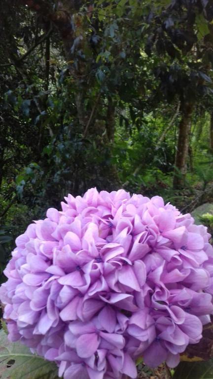 Pousada Toca Dos Tucanos Campos do Jordão Esterno foto